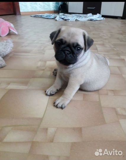 Щенки мопса