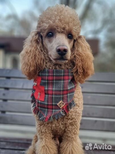 Ищем невесту