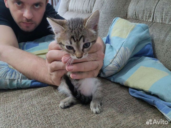 Кошка