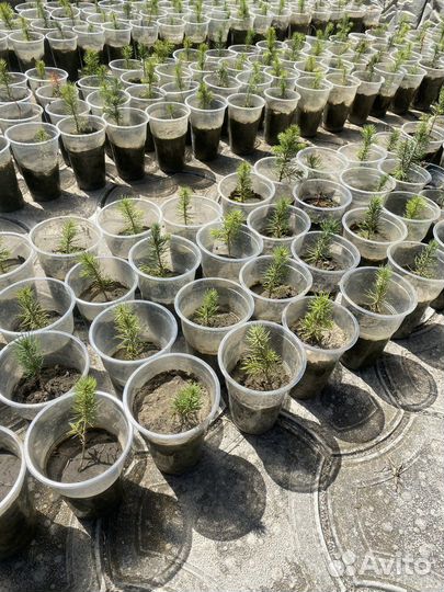 Черенки голубой ели