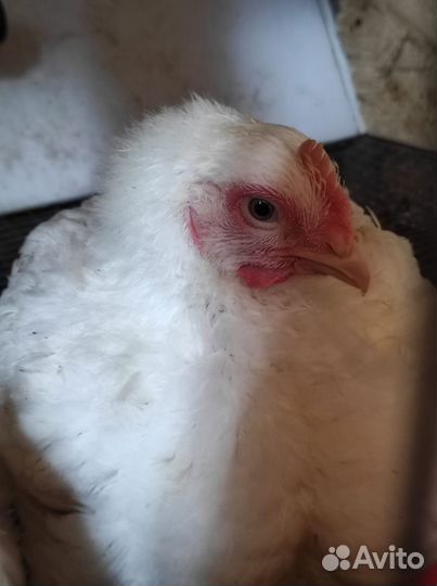 Куры бройлеры