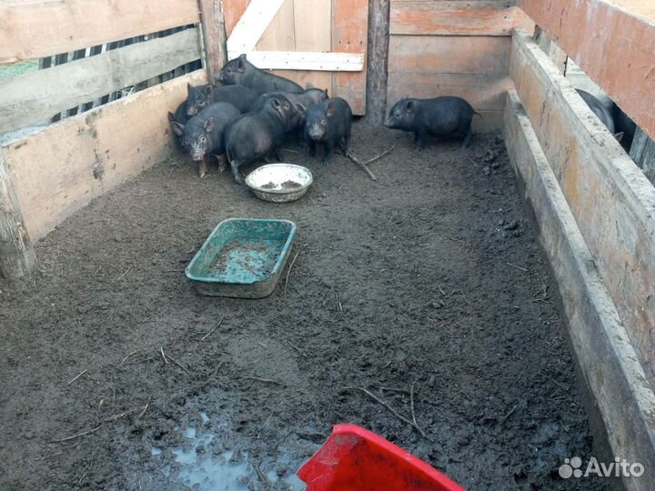 Вьетнамск вислобрюхий поросенок