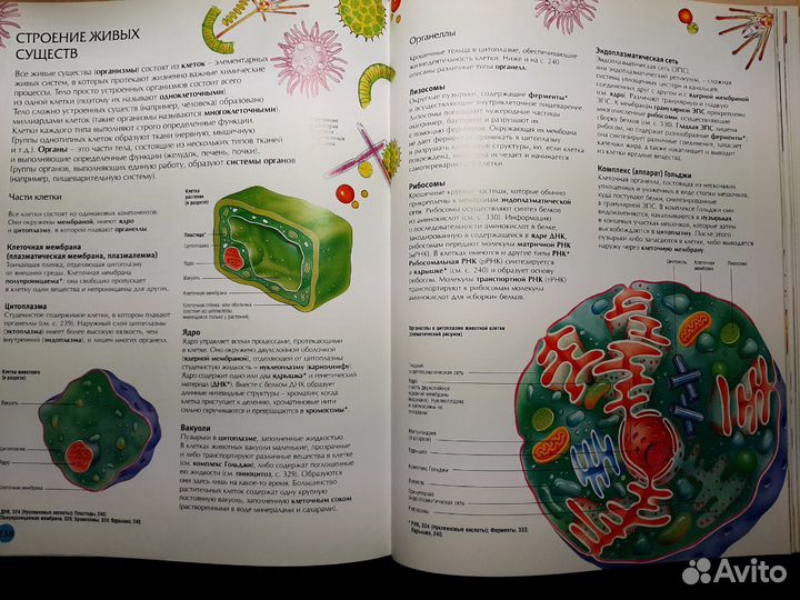 Энциклопедия