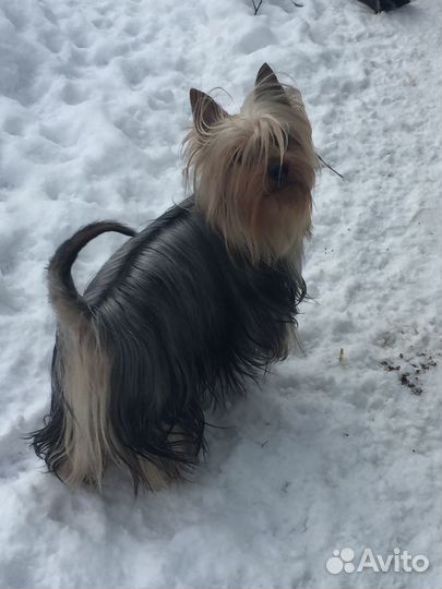 Терьерчики Силки