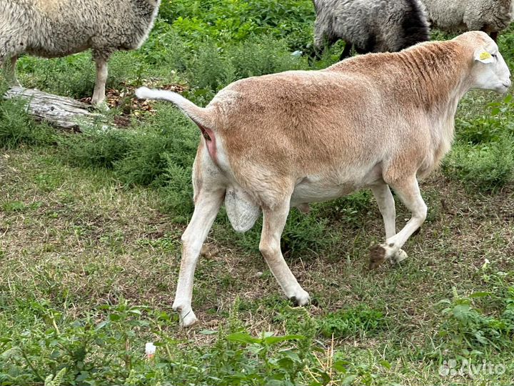 Катумские бараны