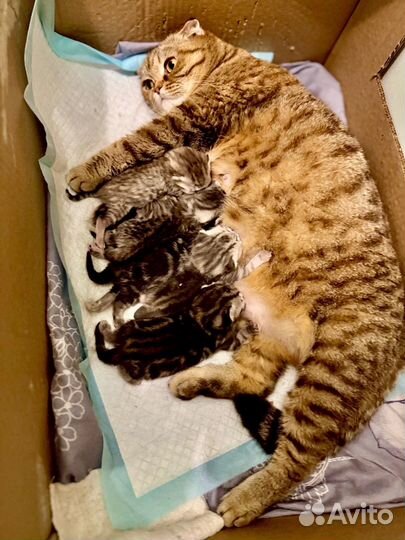 Шотландские котята