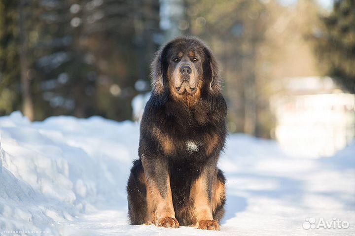 Тибетский мастиф вязка щенки
