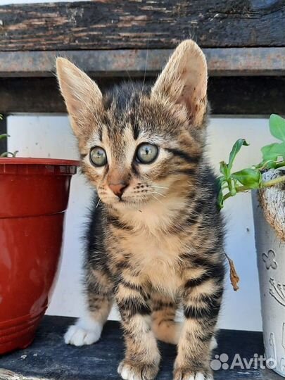Котенок девочка окрас бурундучок