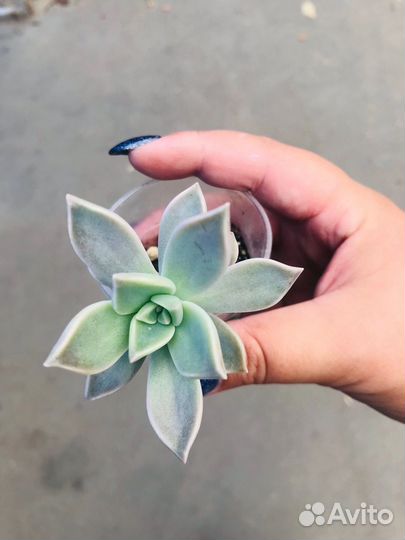 Перец комнатный острый