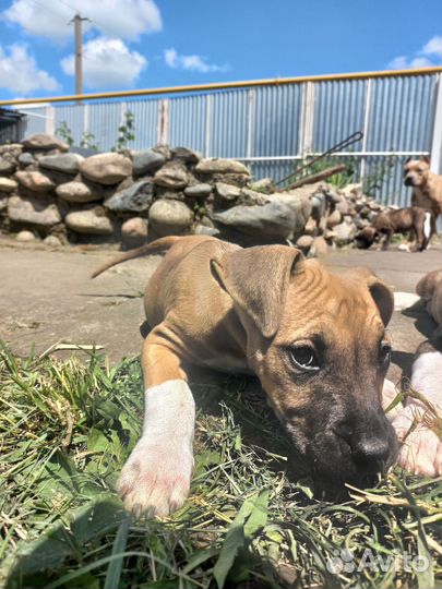 Стаффордширский терьер щенки щенок