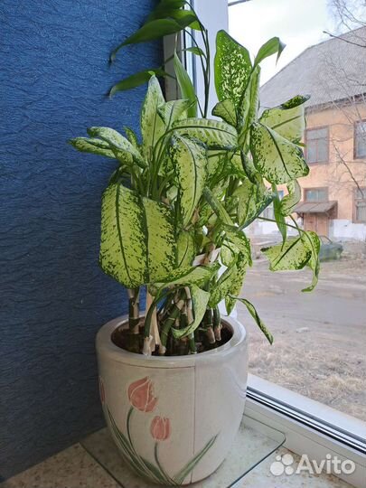 Диффенбахия