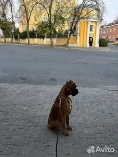 Немецкий боксер вязка
