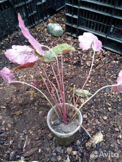 Многолетние гейхеры (зимуют)