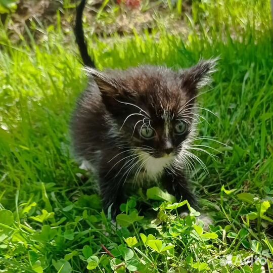 Котята в дар