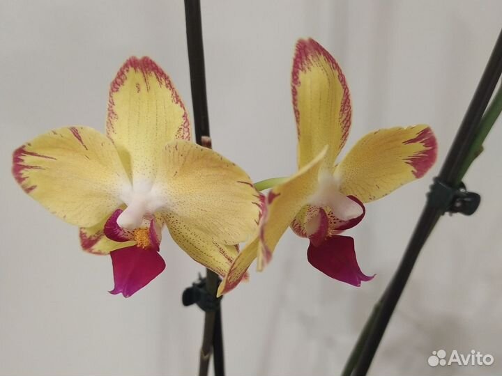 Орхидея фаленопсис