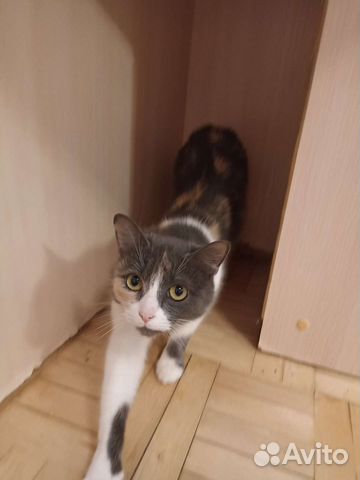 Кошка ищет дом