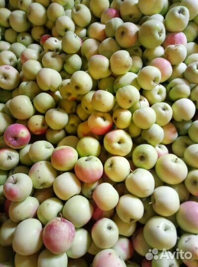 Яблоки домашние