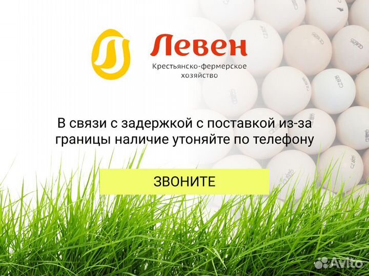 Инкубационное яйцо. Кобб 500 и Росс 308