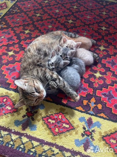 Курильский бобтейл