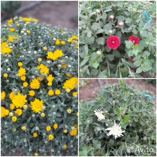 Хризантемы мультифлора