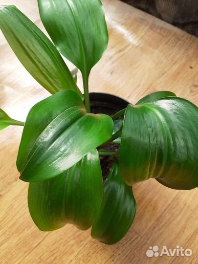 Эухарис амазонская лилия
