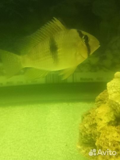 Гвианакара стайка 4 хвостика