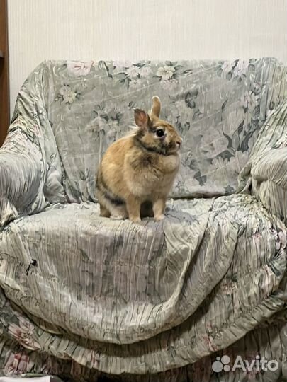 Карликовый кролик