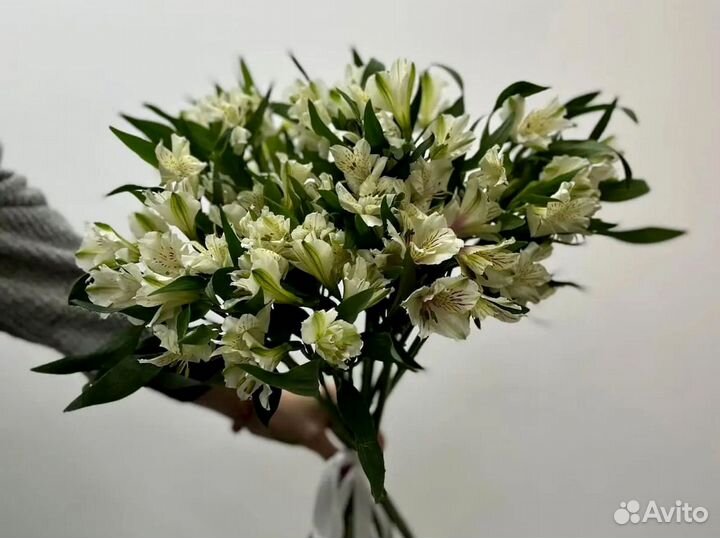 Альстромерии с доставкой по Краснодару