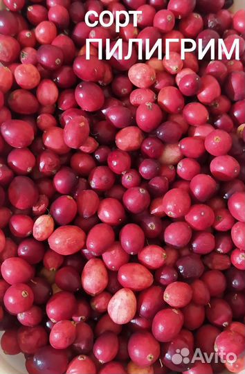 Саженцы садовой клюквы