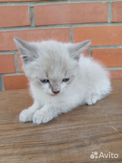 Курильский бобтейл, 2 мальчика