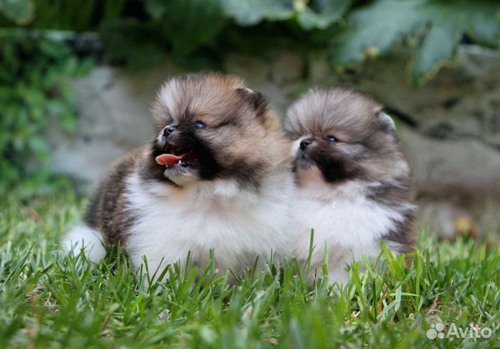 Померанский шпиц