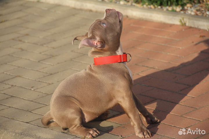 Американский булли микро