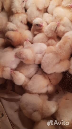 Продам цыплят