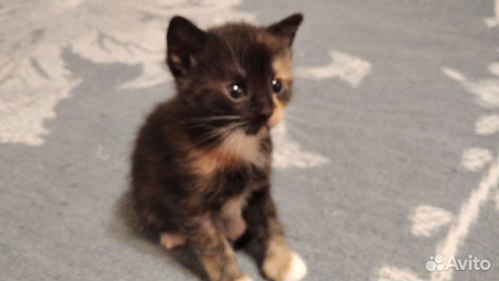Котятки в добрые руки