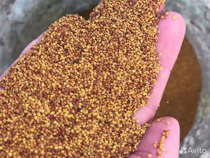 Клевер красный 