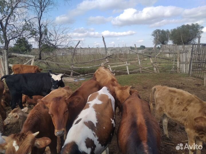 Бысеи и телки и коровы