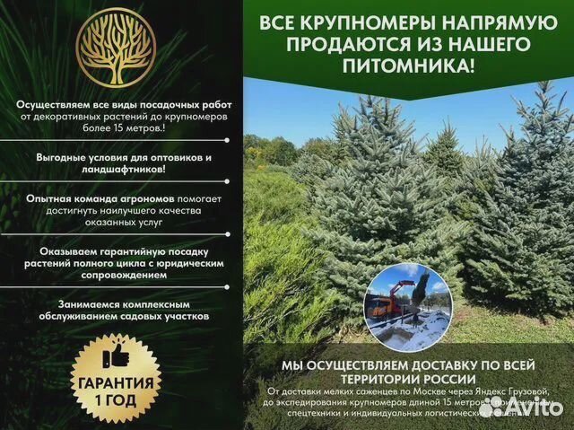 Шаровидная глобоза