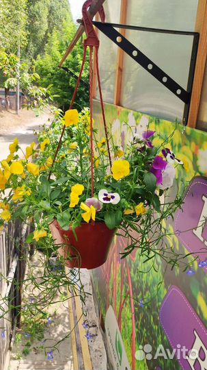 Кашпо подвесное виолы ампельные и кустовые