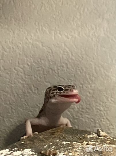 Эублефар самец