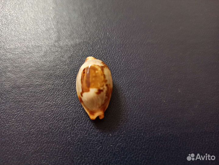 Морская раковина