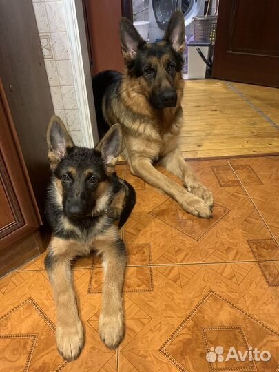 Щенок немецкой овчарки(девочка)