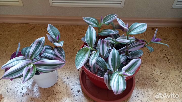 Традесканции разных видов