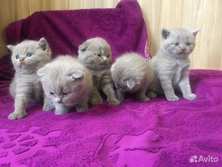 Лиловые плюшки