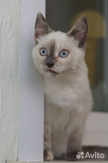 Блондинка Рита, 4 мес