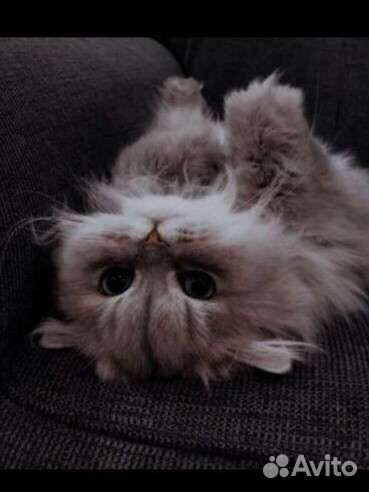 Выгуливание собак