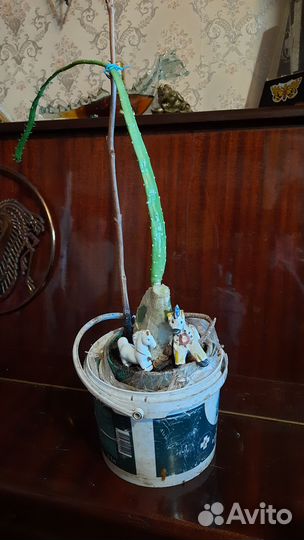 Кактус опунция