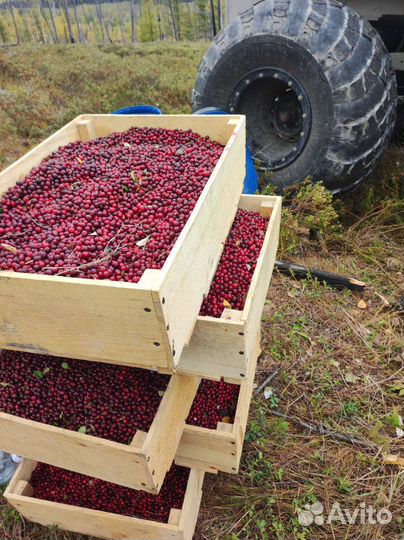 Брусника ягода