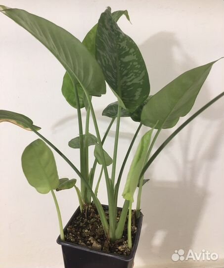 Шизматоглоттис