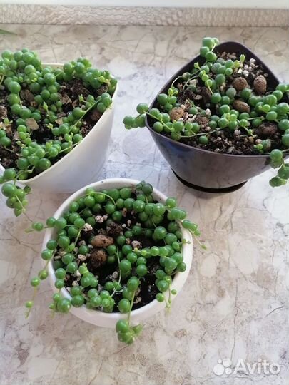 Крестовник роули