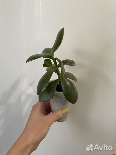 Денежное дерево толстянка крассула